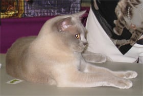 profile (2)