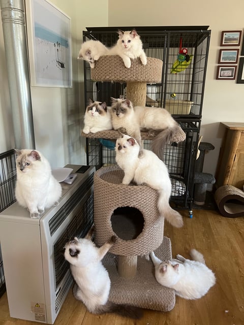 Cat tree