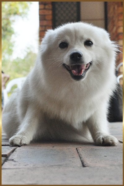 Jonja Japanese Spitz 