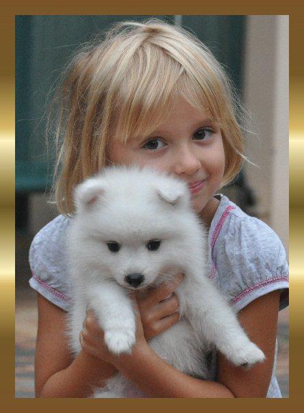Jonja Japanese Spitz Puppy