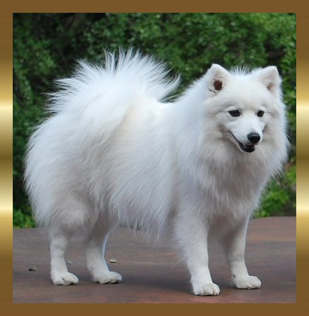 Jonja Japanese Spitz 