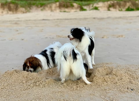 Crab and pipi hunting at dawn