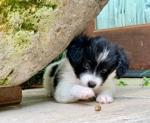 Mishka 6 weeks old Phalene