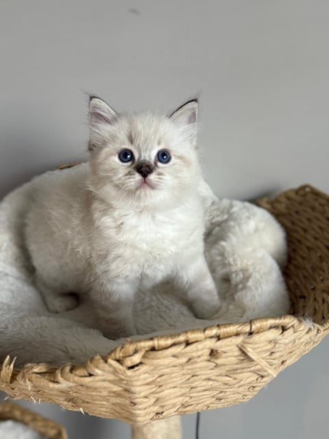 past litters * Not available *