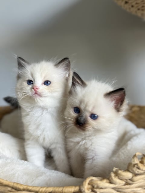 past litters * Not available *