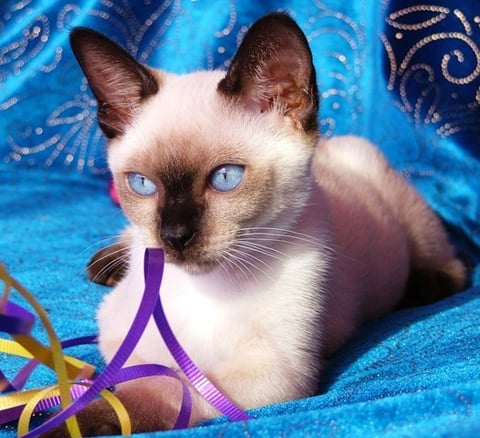 THIS IS A LOVELY SEAL POINT TONKINESE KITTEN