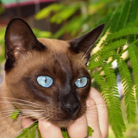 AZTEC CHEEKO IS STUNNING SEAL MINK TONKINESE