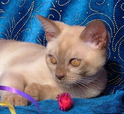 PERFECT EXAMPLE OF A CHOCOLATE BURMESE KITTEN