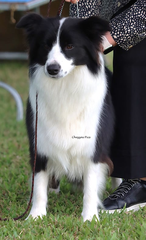 Aus Sup ChLangtry Legacy Jewel