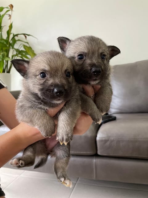 Swedish Vallhund puppies 