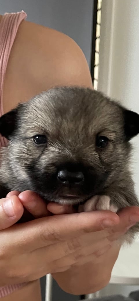 JVals Swedish Vallhunds