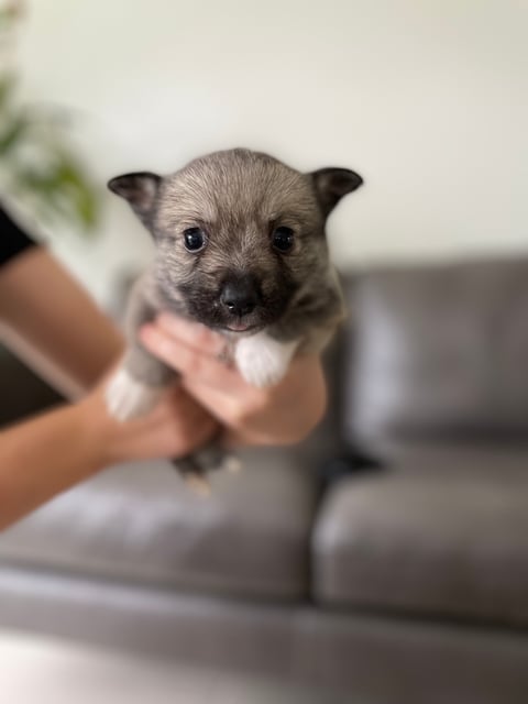 Swedish Vallhund puppies 