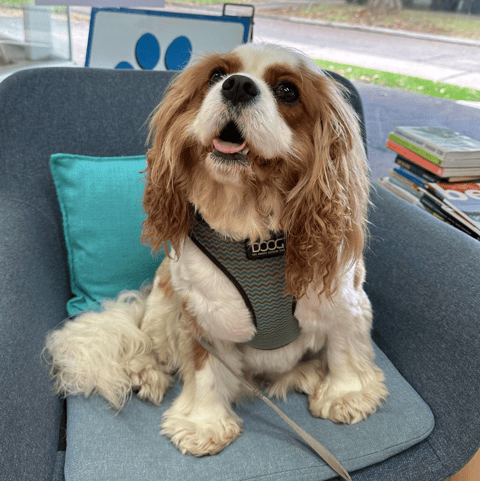Chatswood Veterinary Clinic, Chatswood NSW