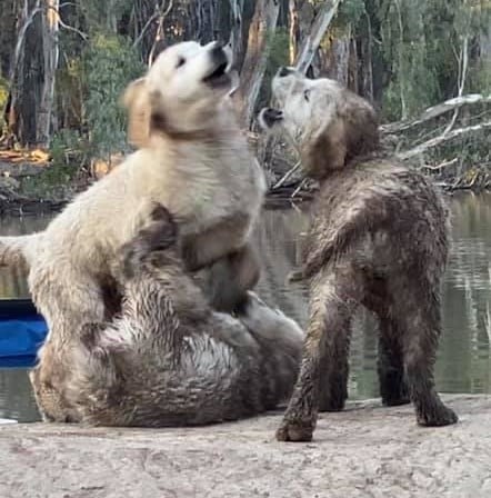 Murray river fun with Harley, Franky and Peggy