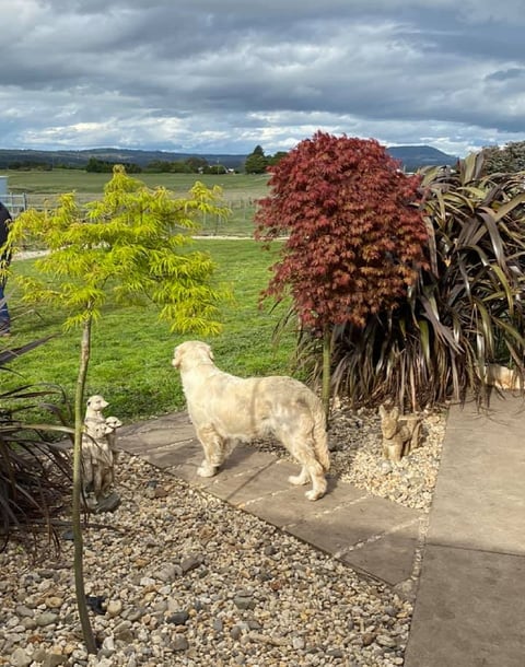 Cadenzahgold Sweet Molly enjoying our view of Moun