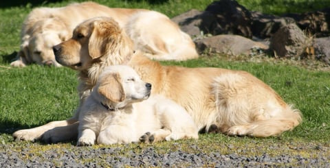 Cadenzahgold Kaahlua and her puppy