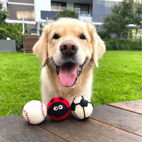 Eco Dog Balls - Baseball, Ladybug and Football