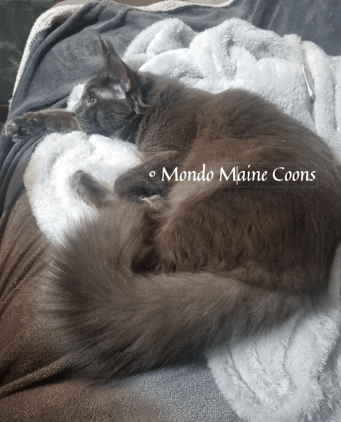 Mau Mau working Stud 1.3 years old and 7.2kg