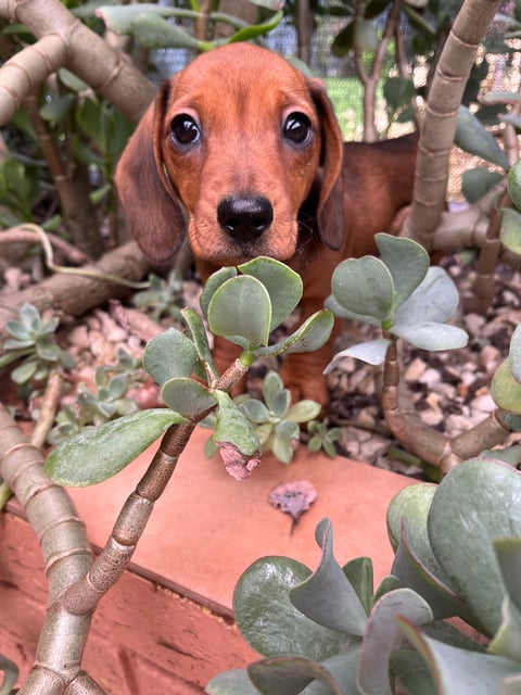 Daclow Dachshund Pup