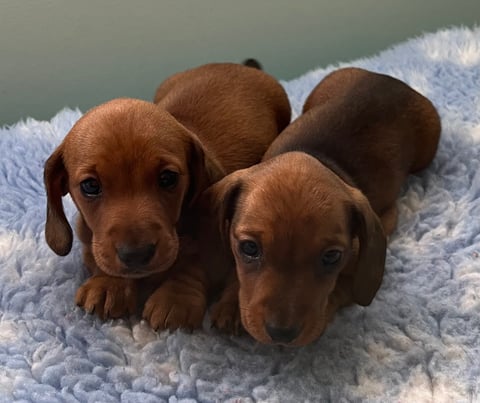 Daclow Dachshund Puppies