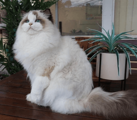 Wroxton Ragdolls 