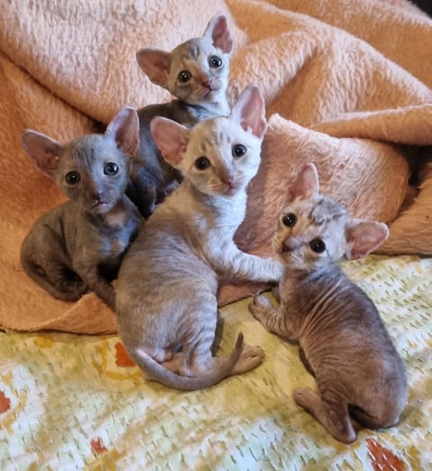 Cornish Rex babies