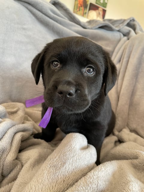 Black female - 6 weeks old