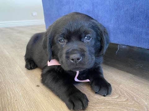 Black Female - 5 1/2 weeks old