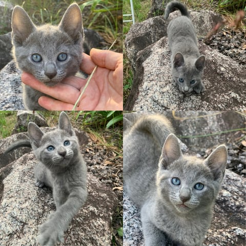 Male kitten 