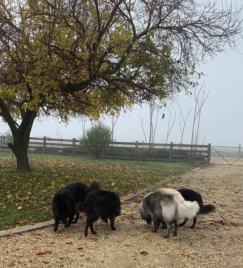 dogs relaxing in the yard