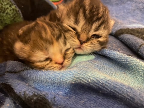 Tabby tortie newborn