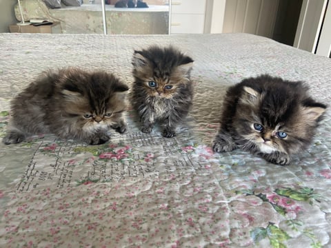 3 kittens available at Christmas 2022