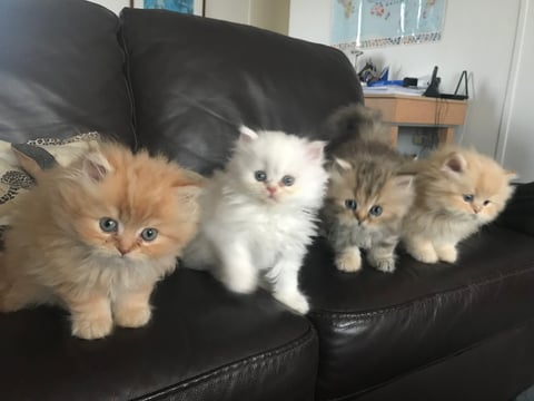 Kitten litter