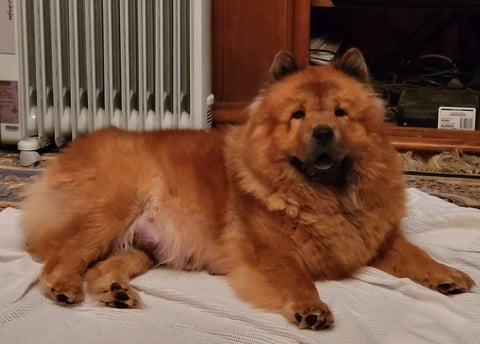 LUNA - MOONACRE CHOW CHOWS 