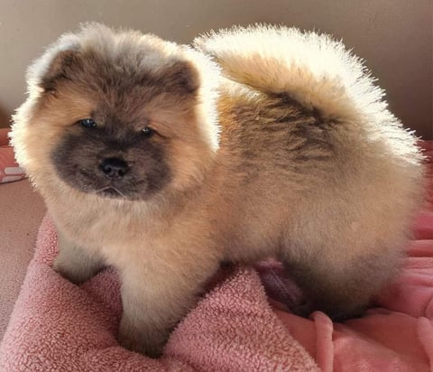 MISS RUNE - MOONACRE CHOW CHOWS 