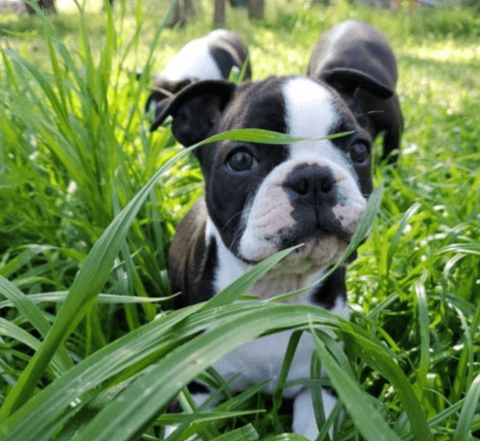 Dimadal Boston Terrier Puppy