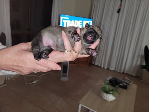 Baby Vallhund