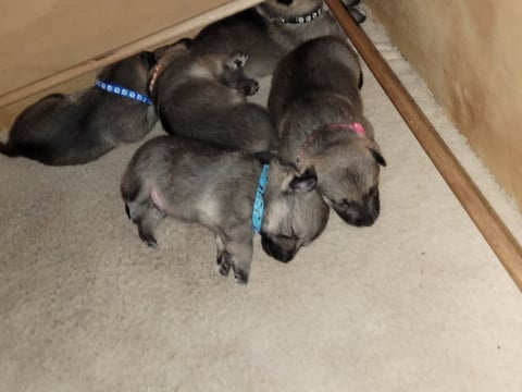 3 week old puppies