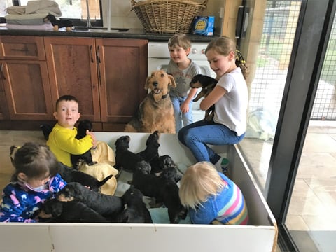 Grandkids helping the mum show of her babies