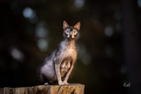 Raven - Lykoi Queen