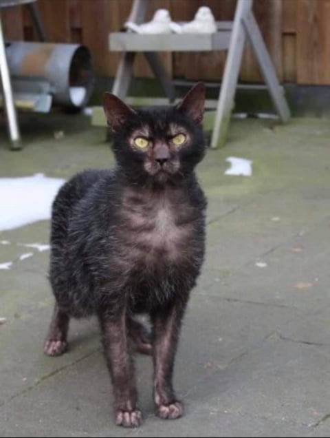 Brutus - Lykoi stud imported from the Netherlands