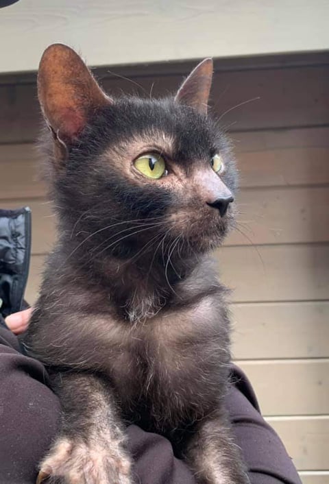 Brutus - Lykoi stud imported from the Netherlands