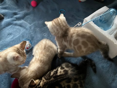 Marvelcats Bengal Kittens