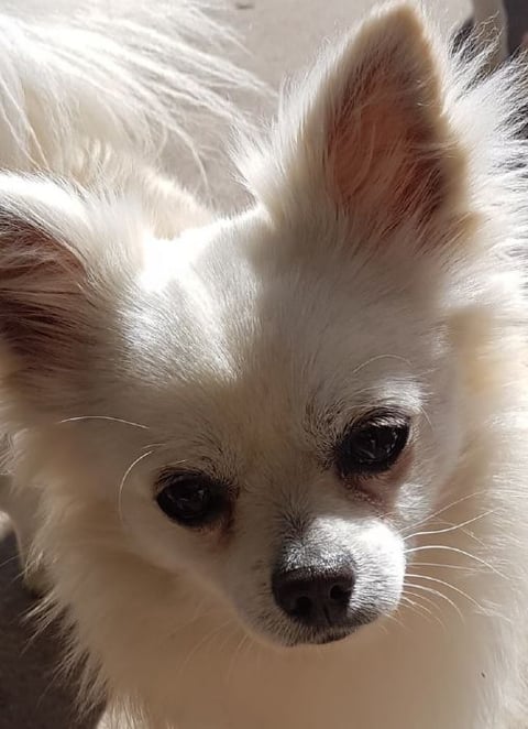 Jaja Border Chihuahuas 