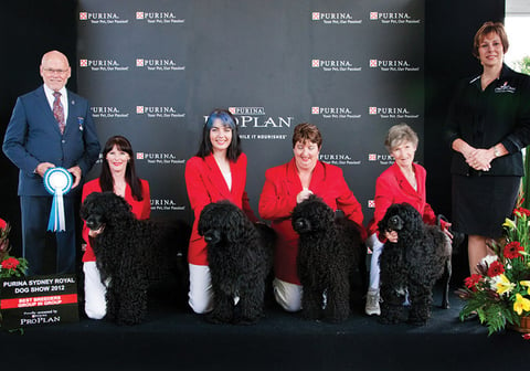 PORTUGUESE WATER DOGS