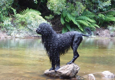 PORTUGUESE WATER DOG