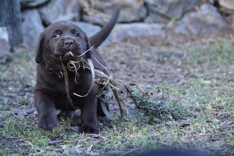 The Gardener ;)