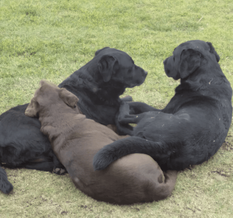 Juno Labrador Retrievers