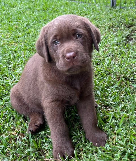 Glentrin Labrador Retriever Pup