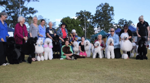 Wazky Poodle Family